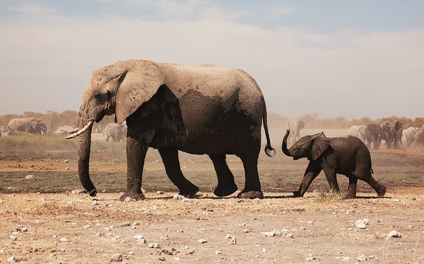 two elephants photo from Unsplash