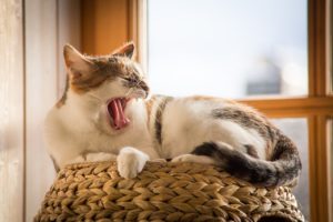 bored cat yawning