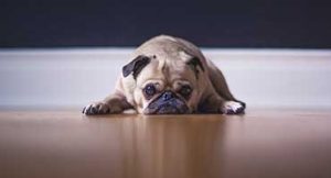 sad-looking Pug, freelancing sucks