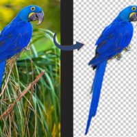 Learn how to remove the background from an image