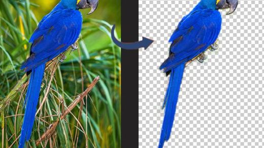 Learn how to remove the background from an image