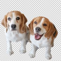 two cute beagles in a photo with the background removed