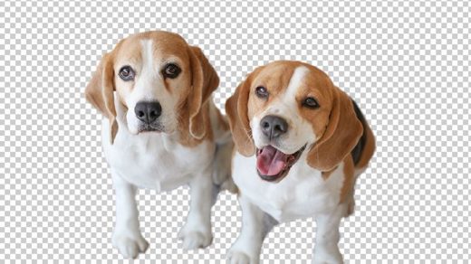 two cute beagles in a photo with the background removed