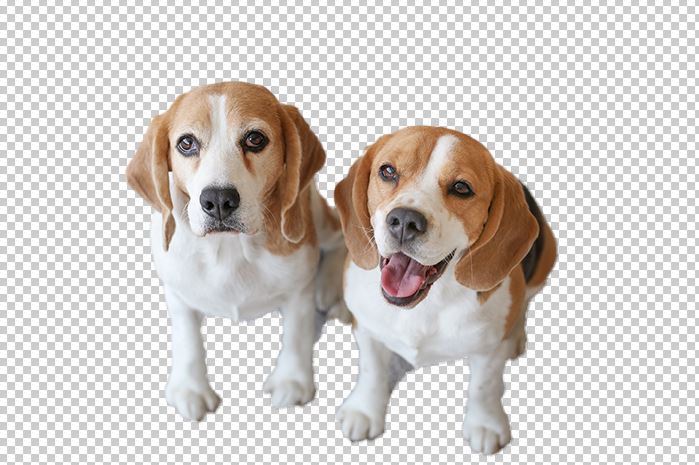 two cute beagles in a photo with the background removed